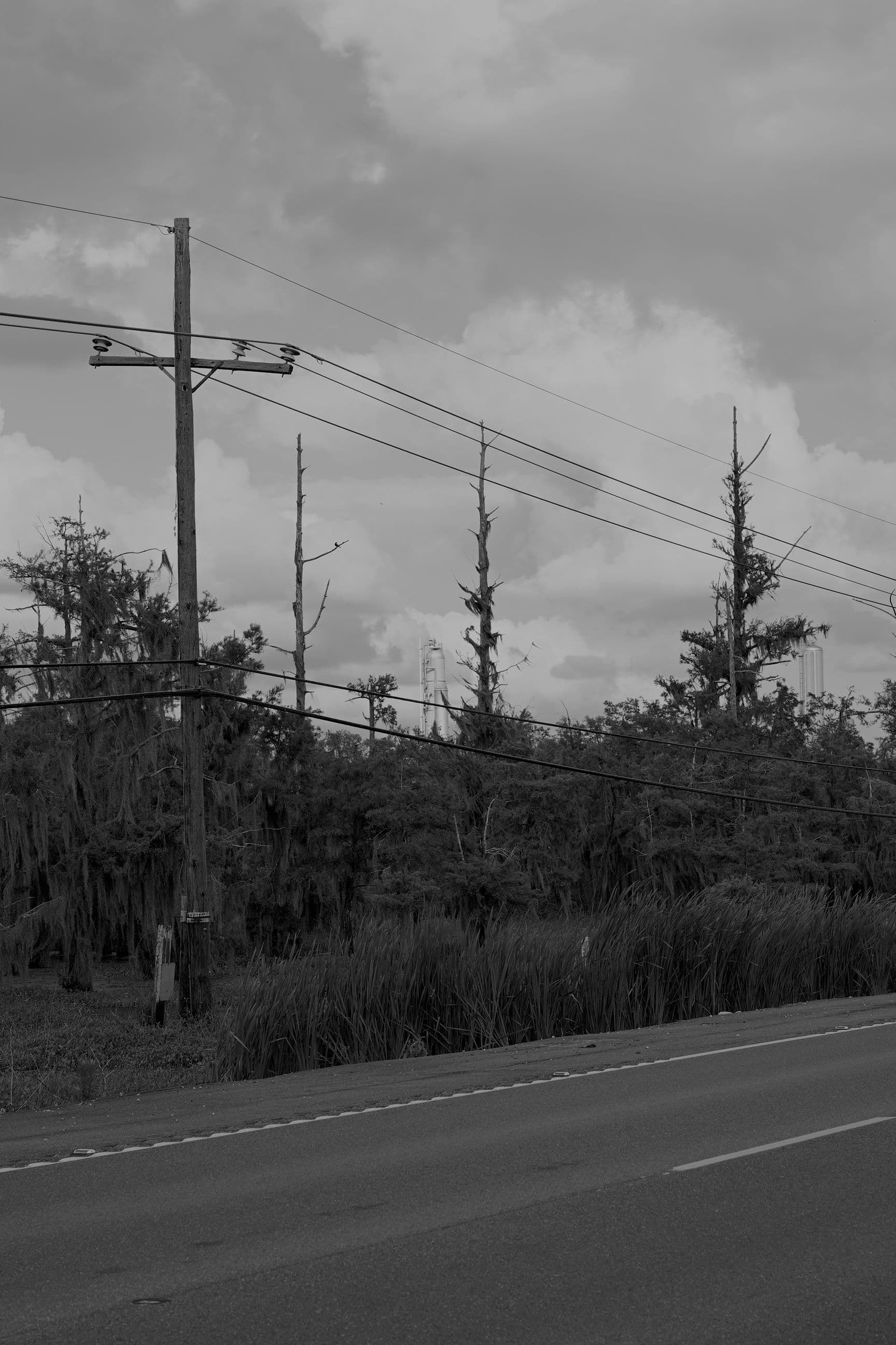 Top of refinery peaking out over forest