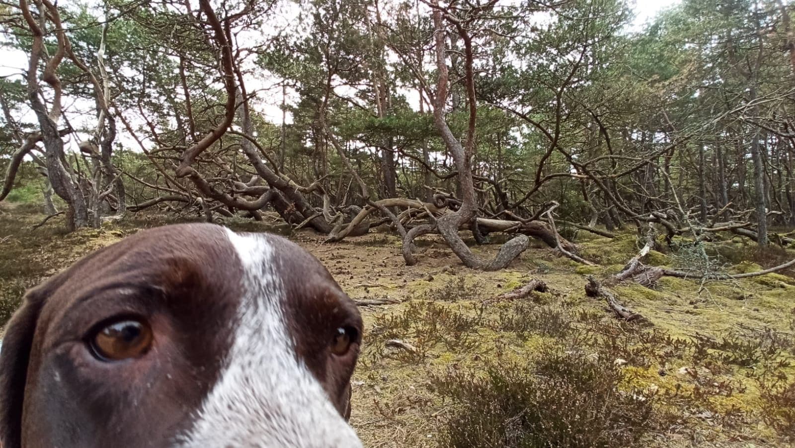 Dog before trees