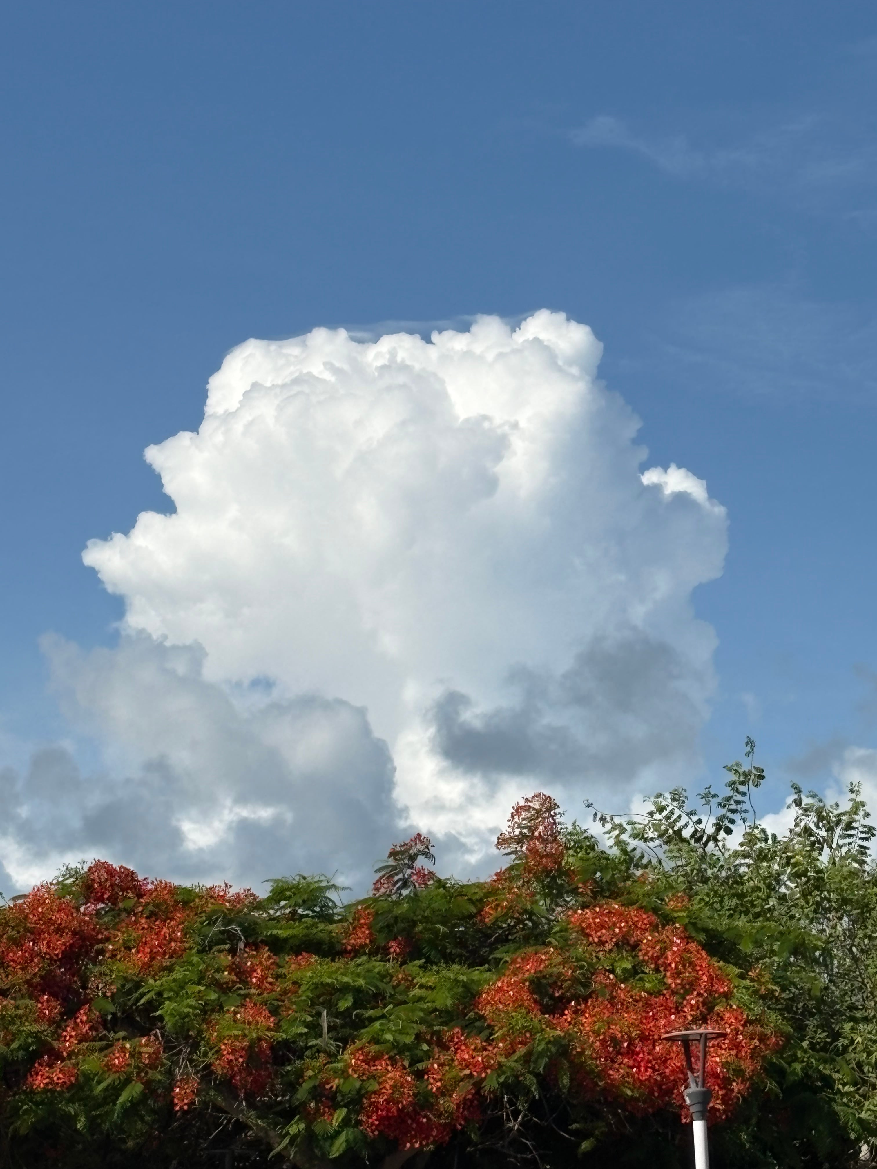 Large cloud over flowering trees