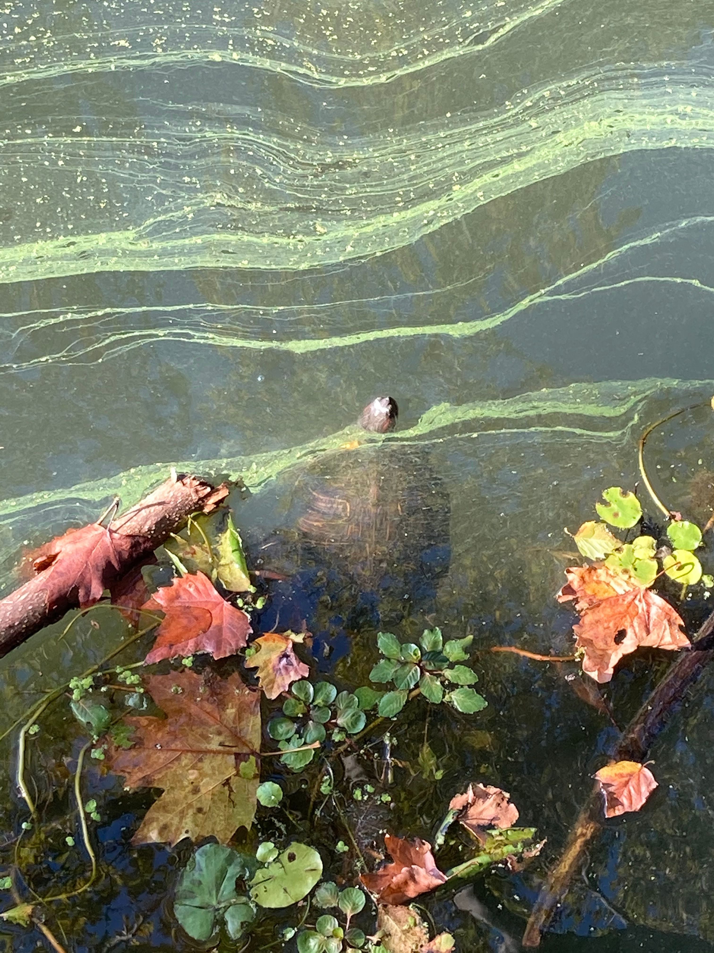 Photograph of a turtle peaking out of a lake